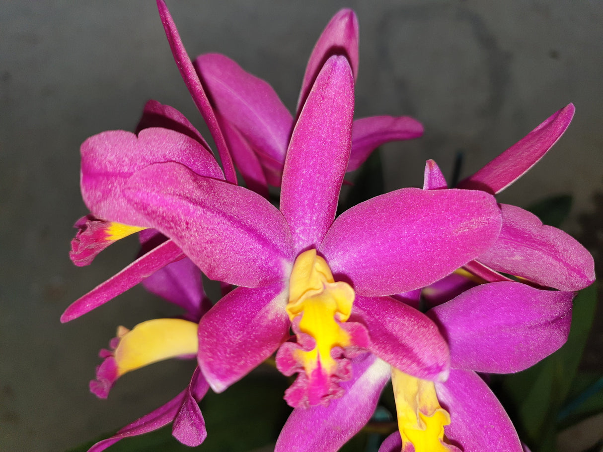 Rhyncattleanthe Topaz Chelsea 'Vibrant'