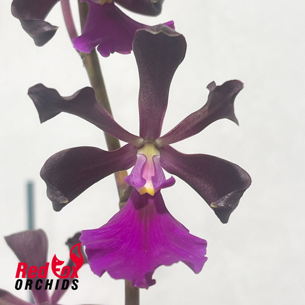 Encyclia cordigera 'Dark' X 'Jim'