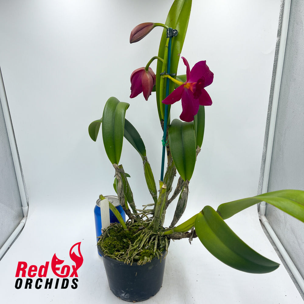 Potinara Kozo's Scarlet 'Blumen Insel'