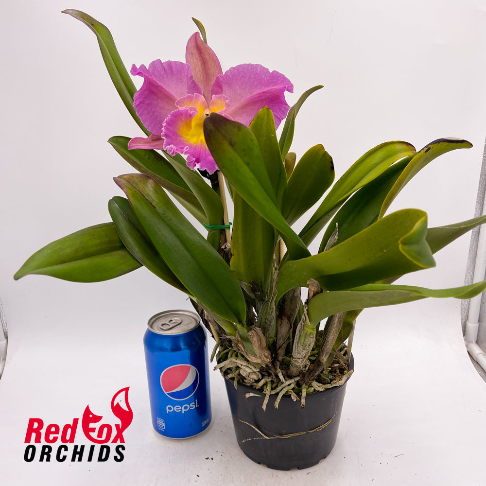 Brassocattleya Mount Hood 'Mary' AM/AOS