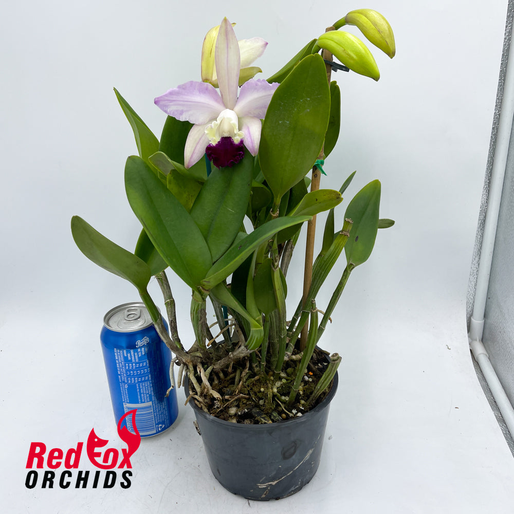 Brassolaeliocattleya Glenn Maidment X C. (intermedia var. orlato X 'Coronado')