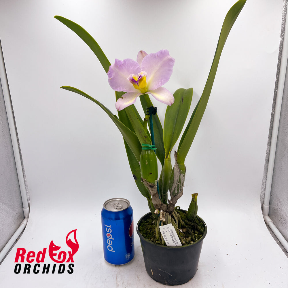 Brassolaeliocattleya California Girl 'OrchidLibrary' X Blc. Topaz Love 'Simple Splash Pot'