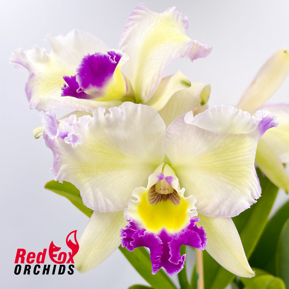 Laeliocattleya Aussie Sunset 'Cosmic Fire' X C. warneri var. alba