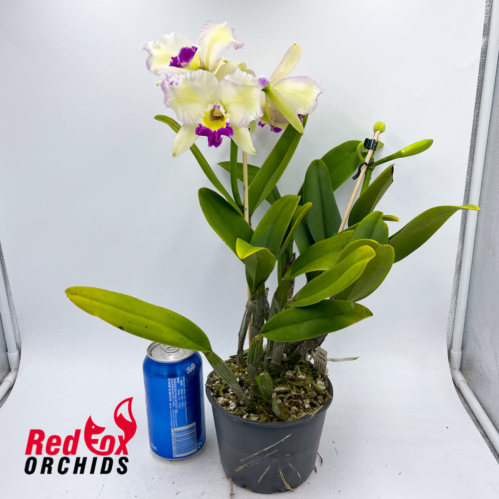 Laeliocattleya Aussie Sunset 'Cosmic Fire' X C. warneri var. alba