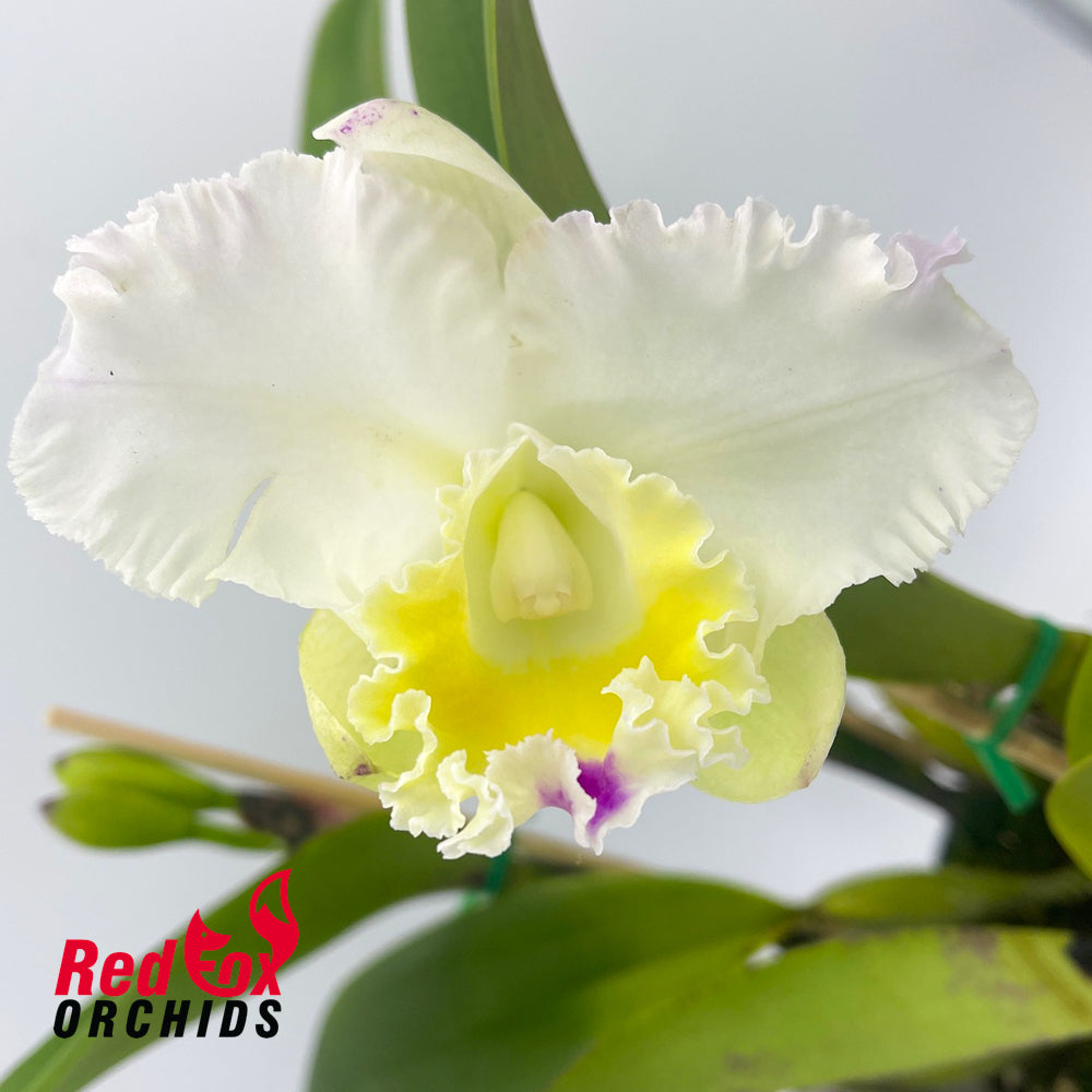 Rhyncholaeliocattleya Aria