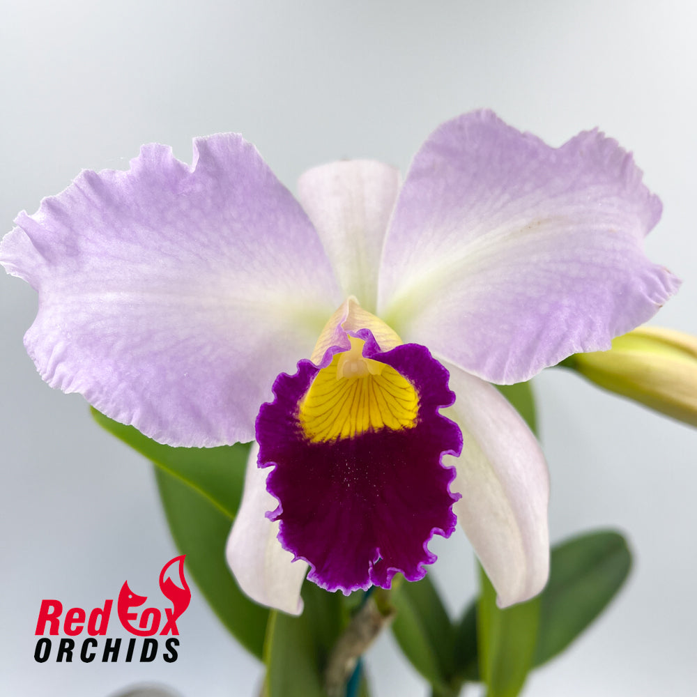 Cattleya purpurata var. carnea X Lc. Magic Melody 'Superb'