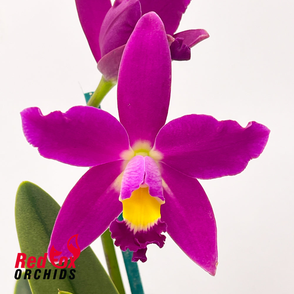 Guarianthe aurantiaca 'Golden Dew' X Epc. Kyoguchi 'Fumi'