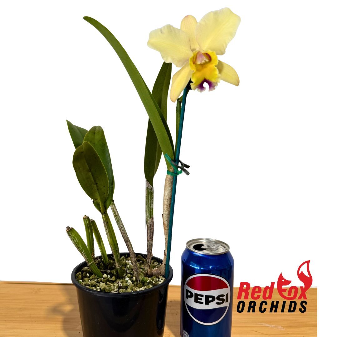 Brassolaeliocattleya Mismo 'Round Pink' X Brassolaeliocattleya Aussie Sunray T'nt 'Yellow'