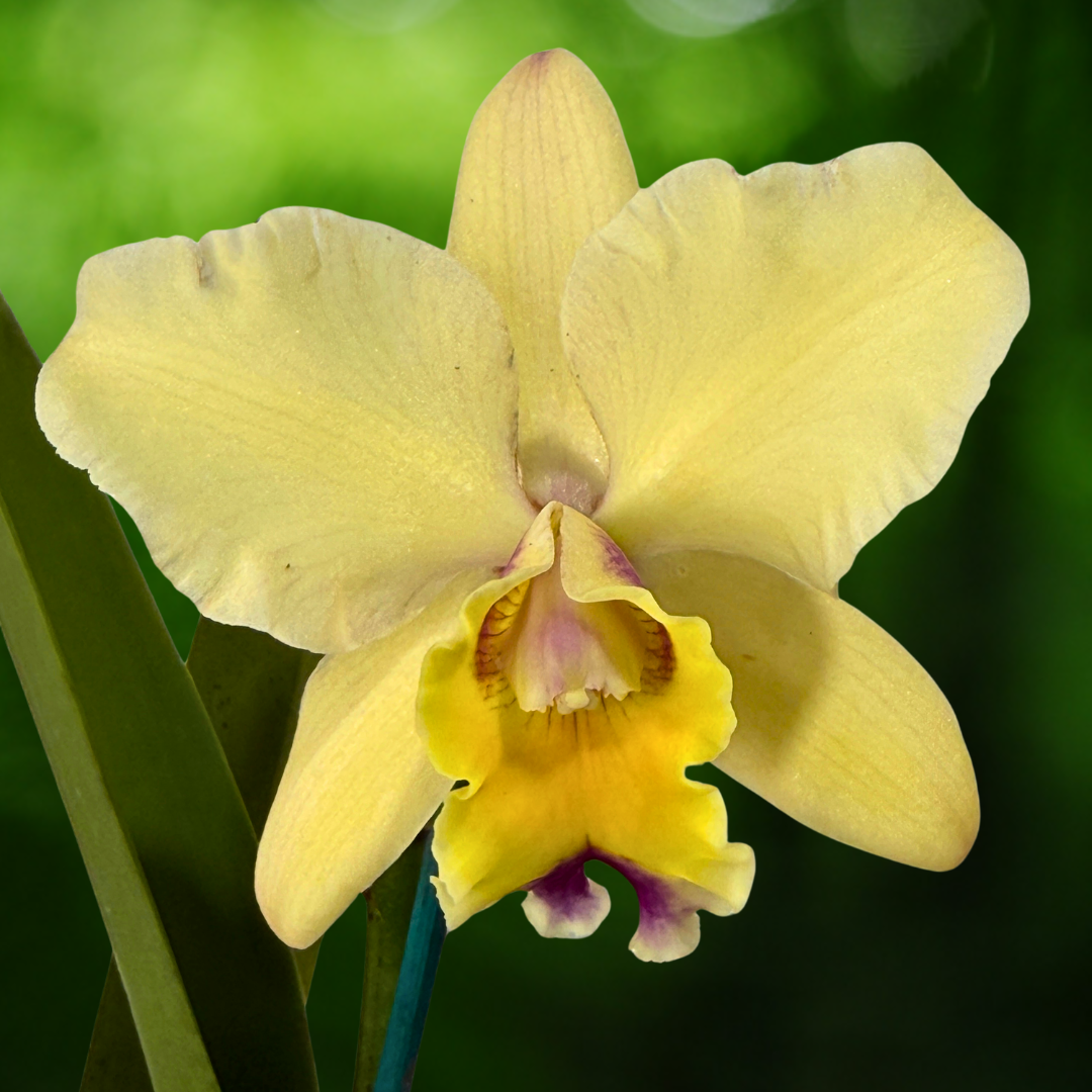 Brassolaeliocattleya Mismo 'Round Pink' X Brassolaeliocattleya Aussie Sunray T'nt 'Yellow'