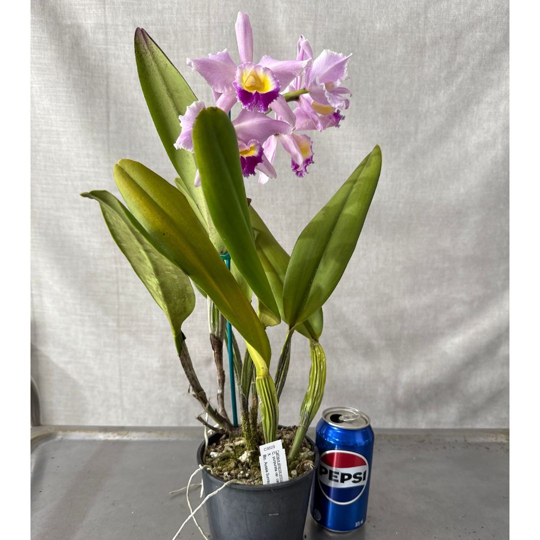 Cattleya purpurata var. carnea X Blc. Aussie Sunray T'nt 'Cream Yellow'