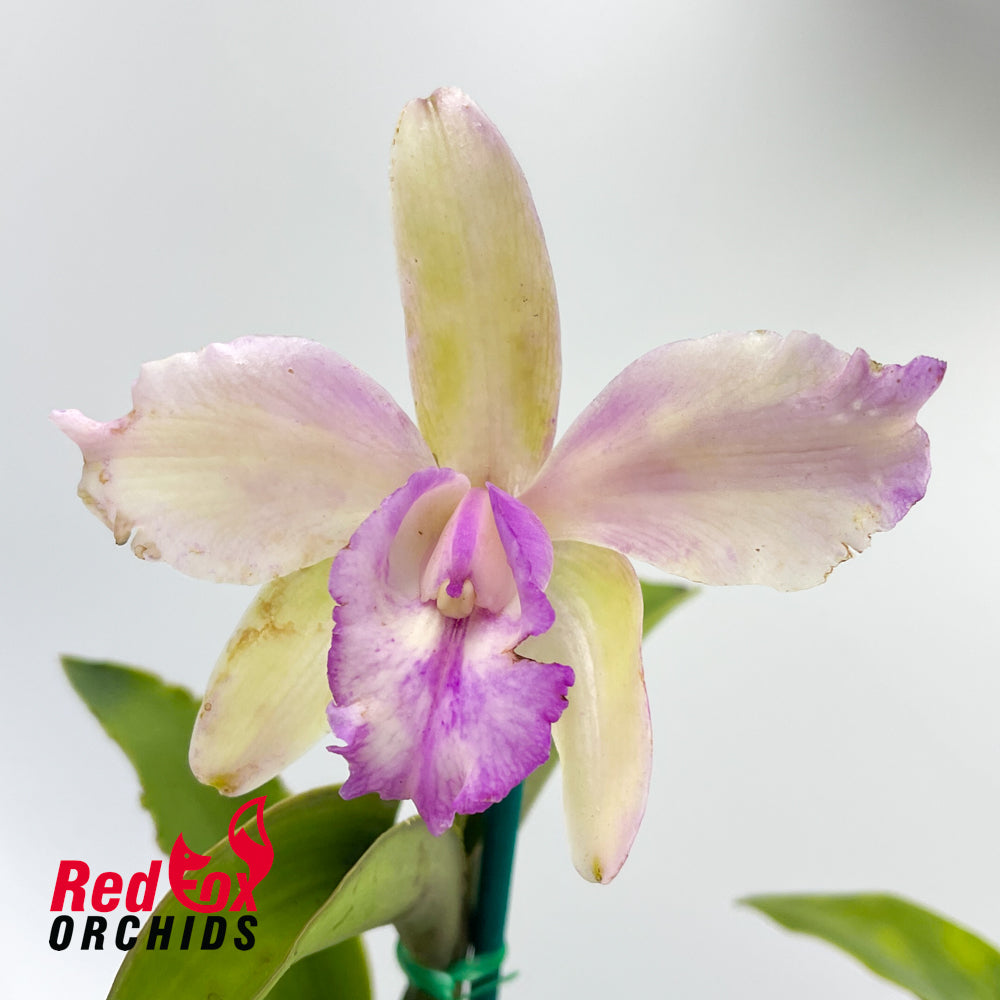 Brassolaeliocattleya Topaz Sublime