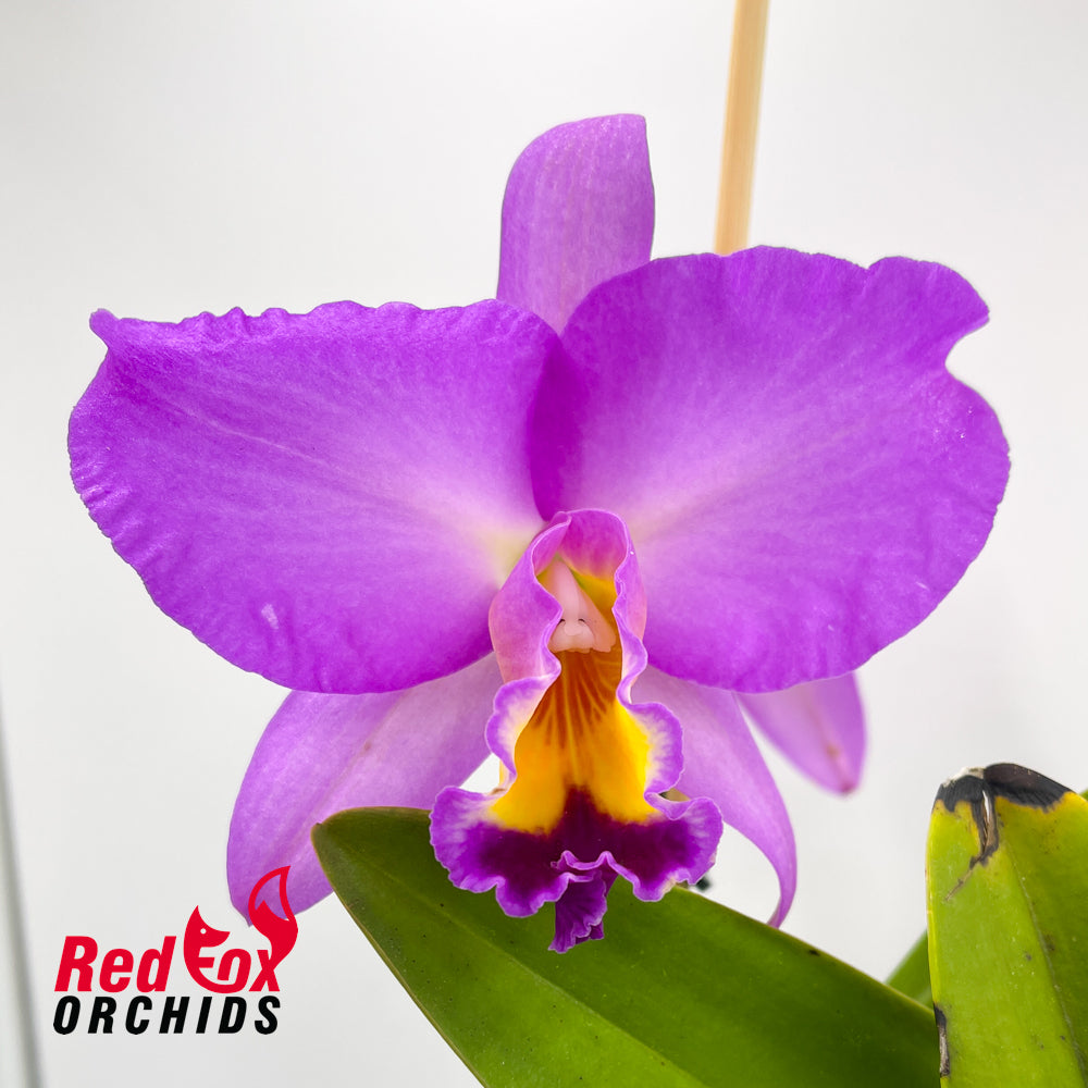 Cattlianthe Topaz Nectar X Rlc. Redland Trader