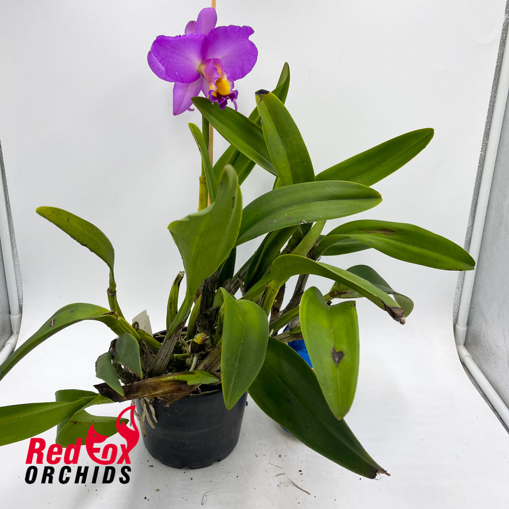 Cattlianthe Topaz Nectar X Rlc. Redland Trader