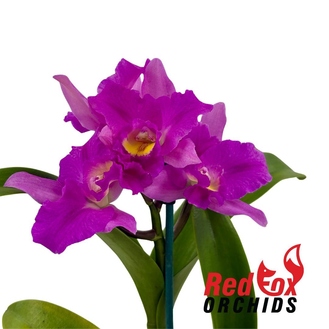 Potinara Burana Beauty 'Burana' X Cattleya Narooma 'Wayside Jean'.