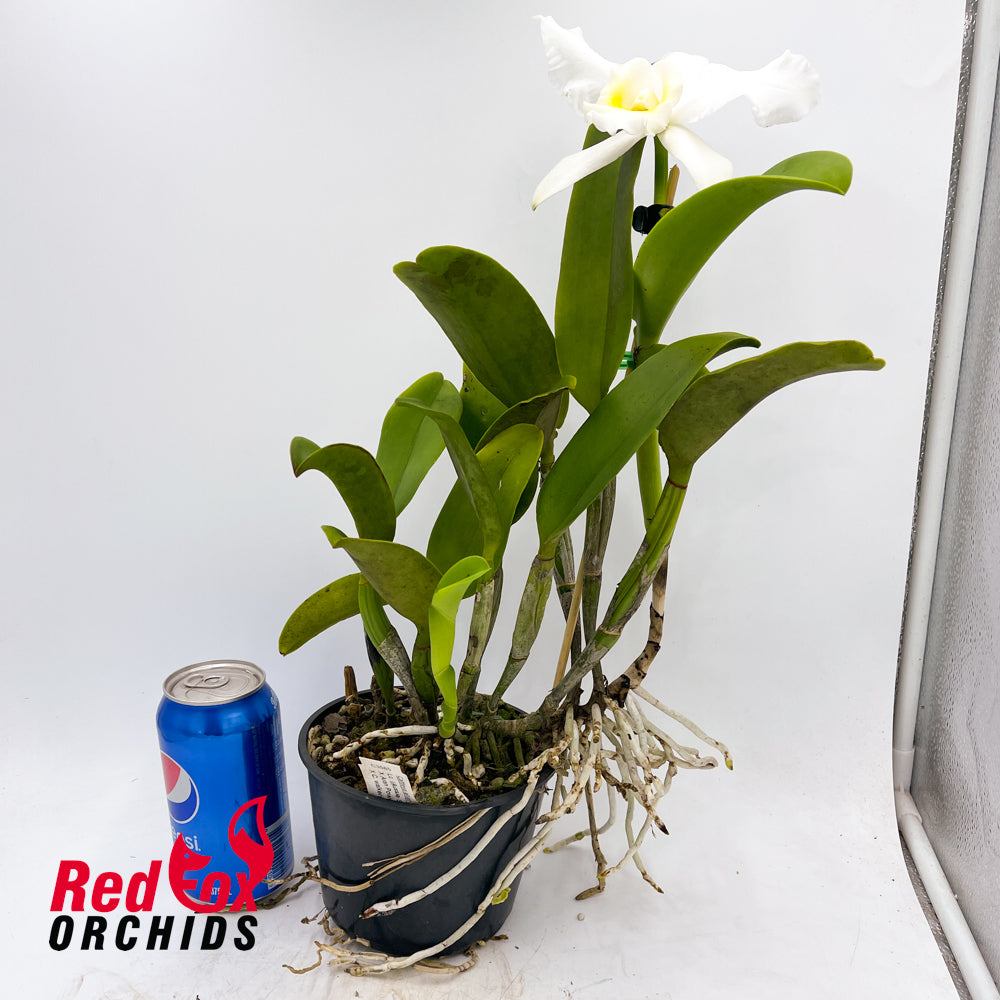 Laeliocattleya Topaz Vivid X C. walkeriana alba (4n)