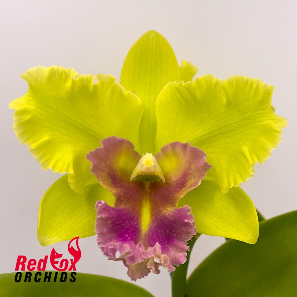 Brassolaeliocattleya Topaz Sublime X Blc. Karen's Sunrise