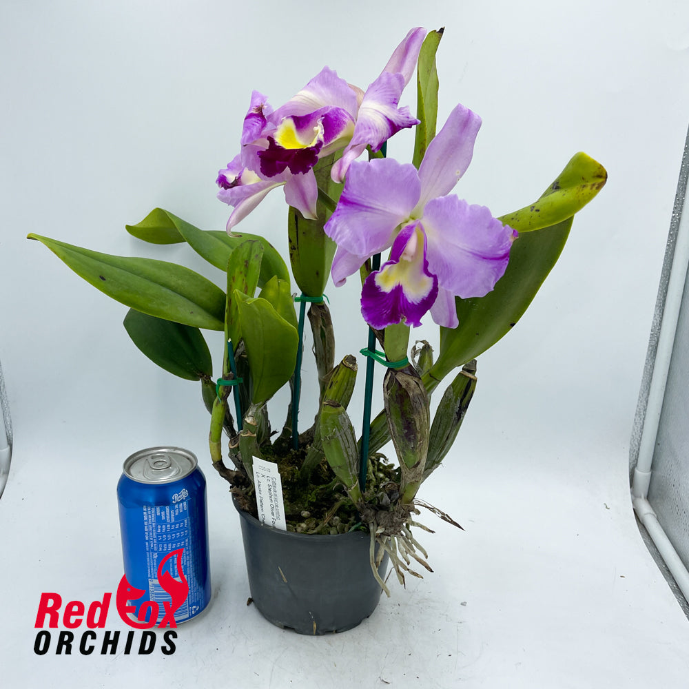 Laeliocattleya Stephen Oliver Fouraker X Lc. Alsaks Pattern 'Cheeky'