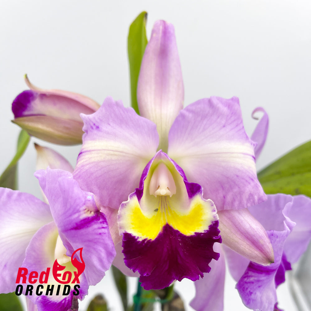 Laeliocattleya Stephen Oliver Fouraker X Lc. Alsaks Pattern 'Cheeky'
