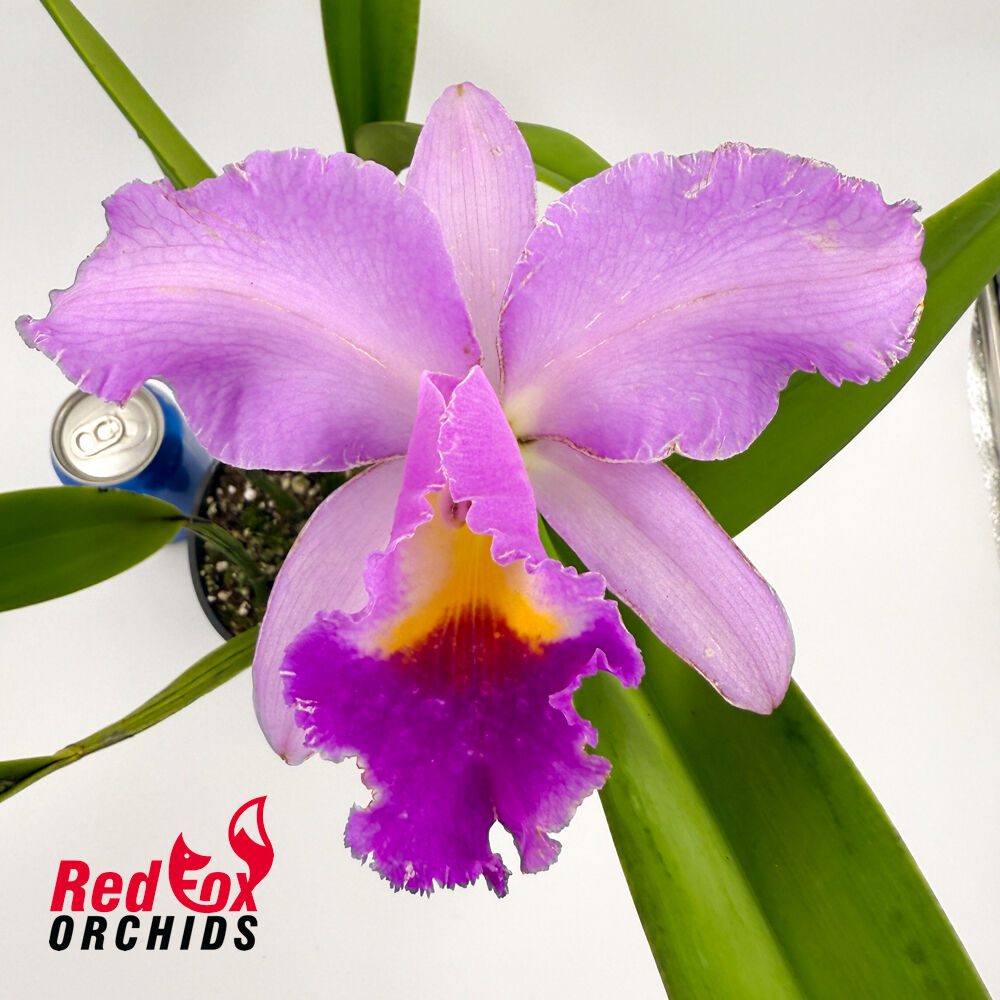 Brassolaeliocattleya Glenn Maidment X Blc. (Burdekin Delight X Narooma)