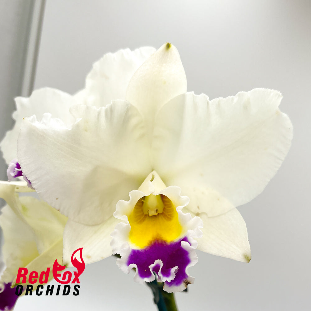 Laeliocattleya Joanna Rose