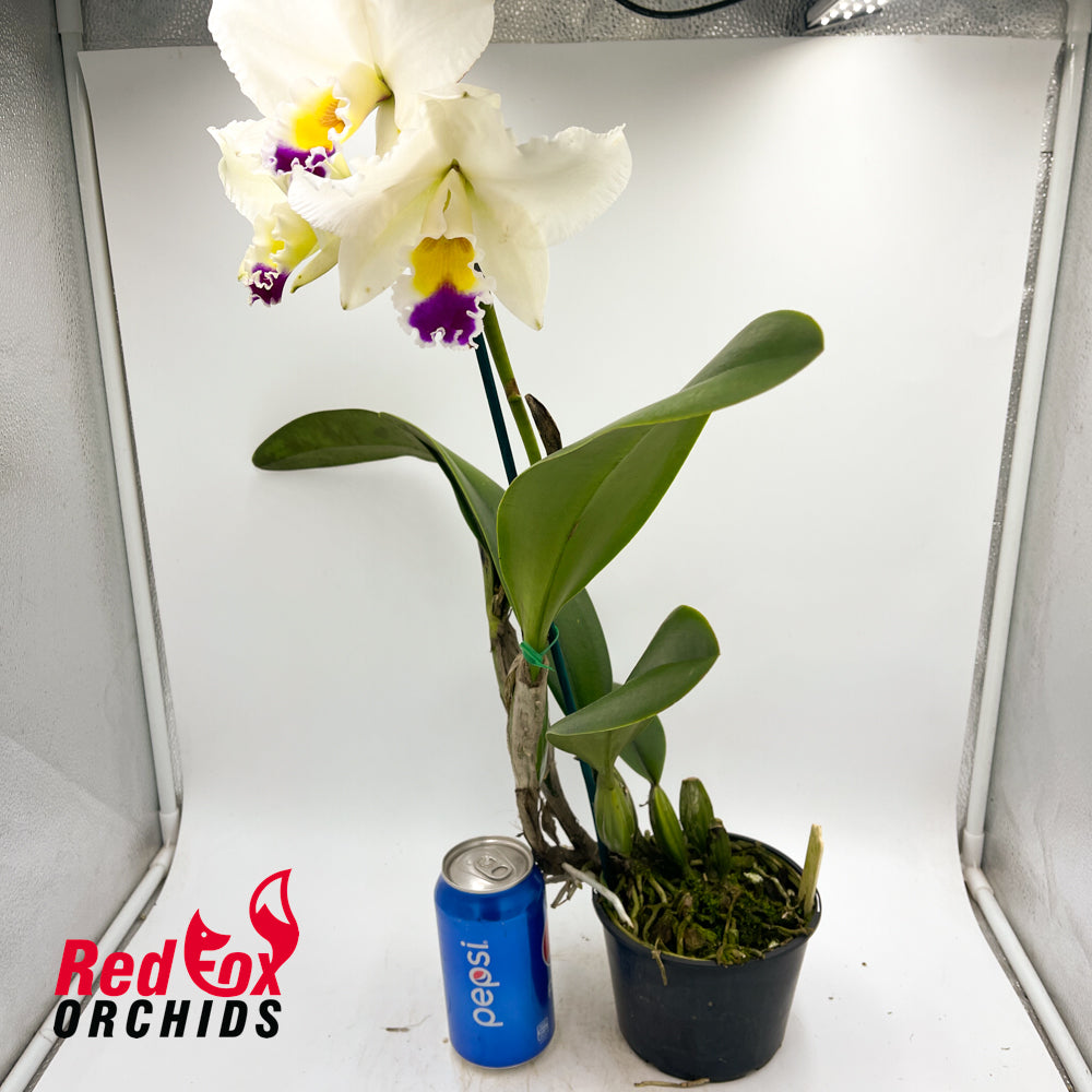 Laeliocattleya Joanna Rose