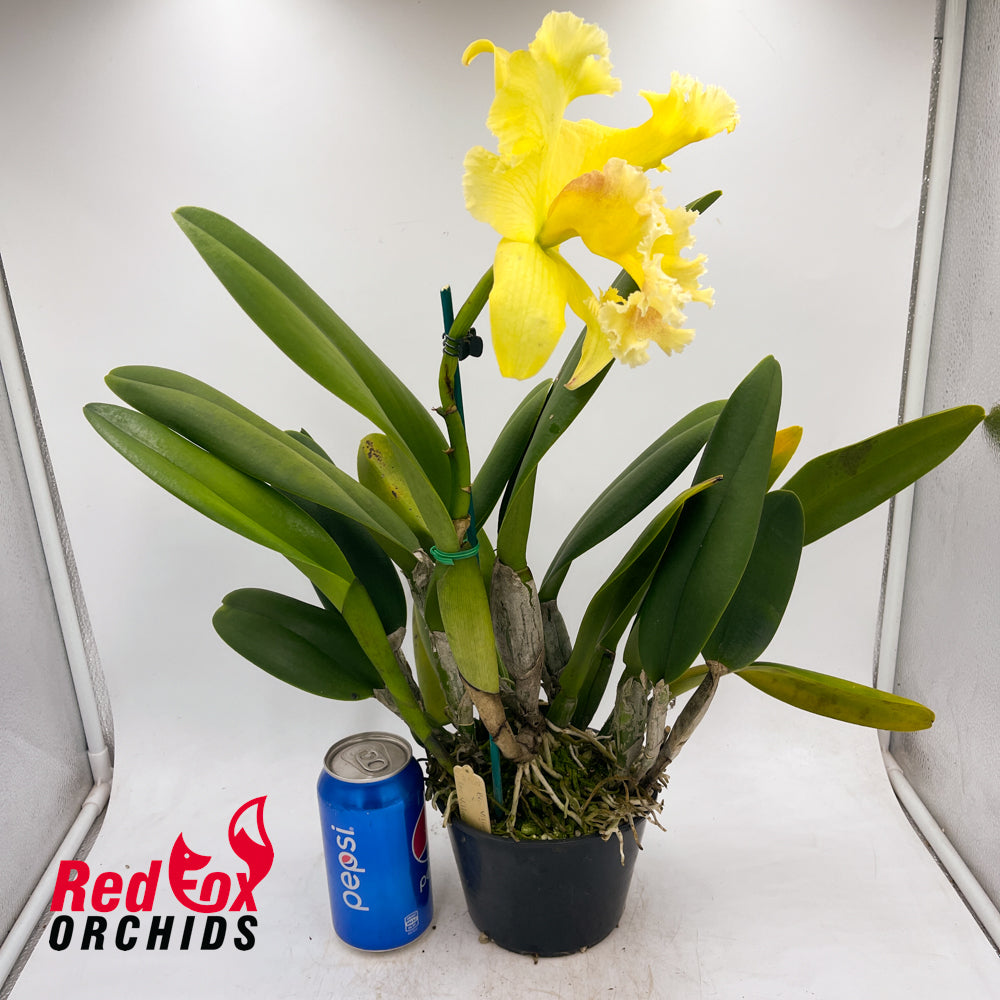 Brassolaeliocattleya Village Chief Rose 'Gangshan King' X Blc. Village Chief Headache 'Mr. Huang'
