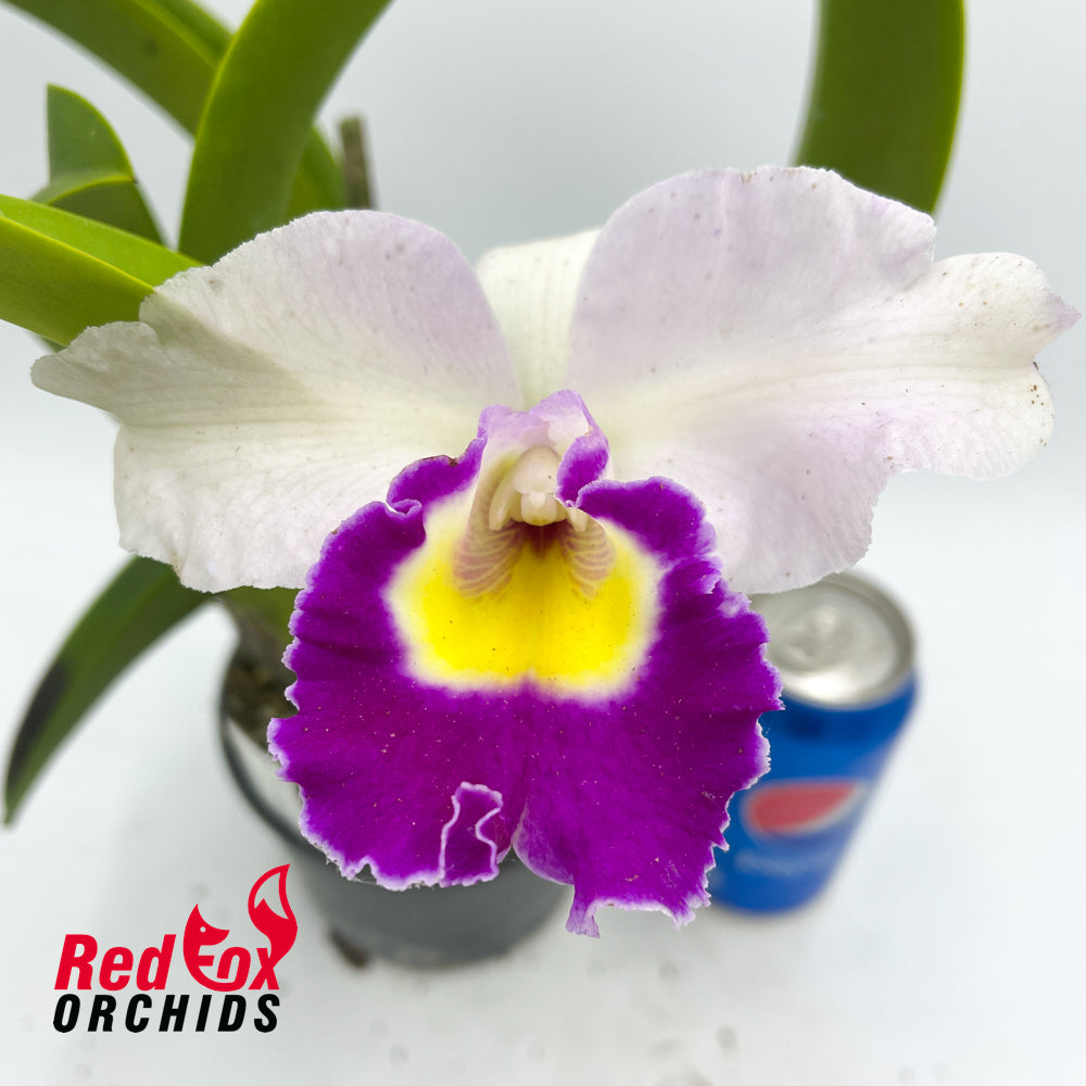 Brassolaeliocattleya Liu's Joyance 'Yung Tien #3' X Blc. Chinese Beauty 'Phoenix'