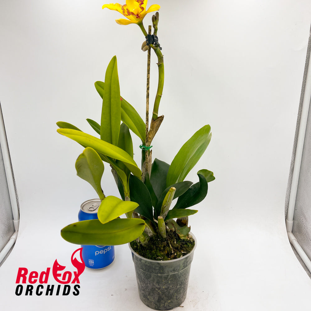 Brassolaeliocattleya Love Sound X Pot. Shin Shiang Diamond 'Orchis'