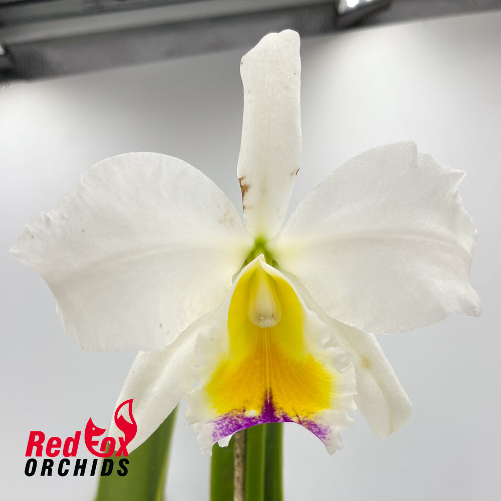 Rhyncholaeliocattleya Auspicious