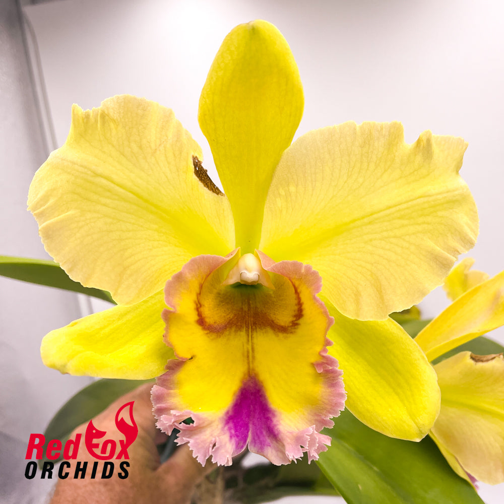 Brassolaeliocattleya Magic Meadow