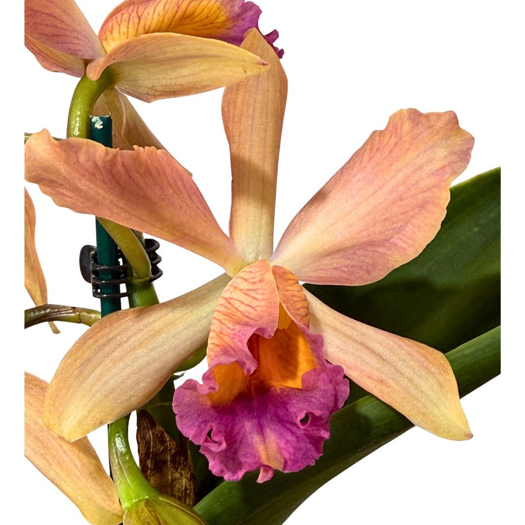 Cattleya purpurata semi-alba pink x Blc. Great Hero 'Lea'