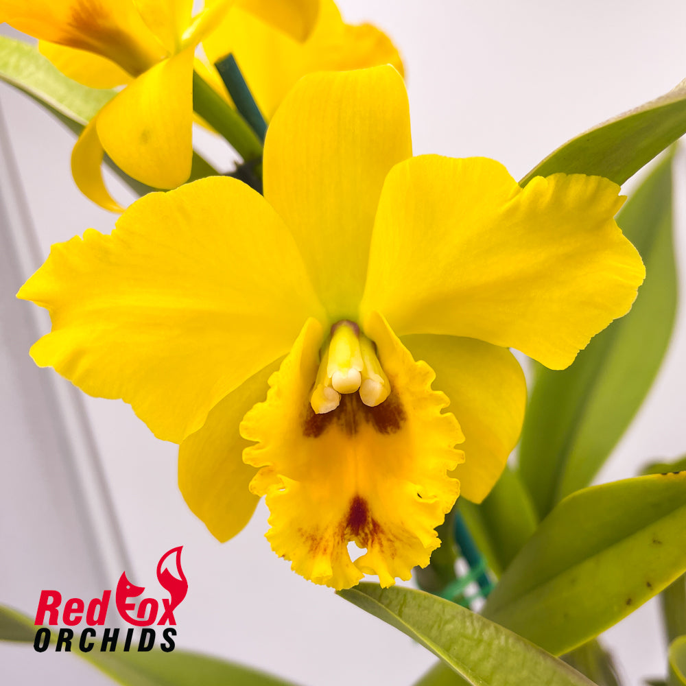 Brassolaeliocattleya Love Sound x Suan Puttan