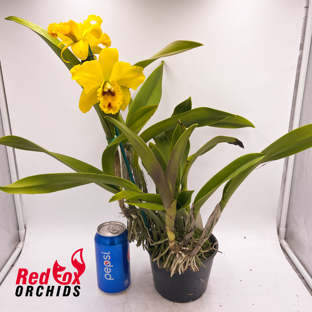 Brassolaeliocattleya Love Sound x Suan Puttan