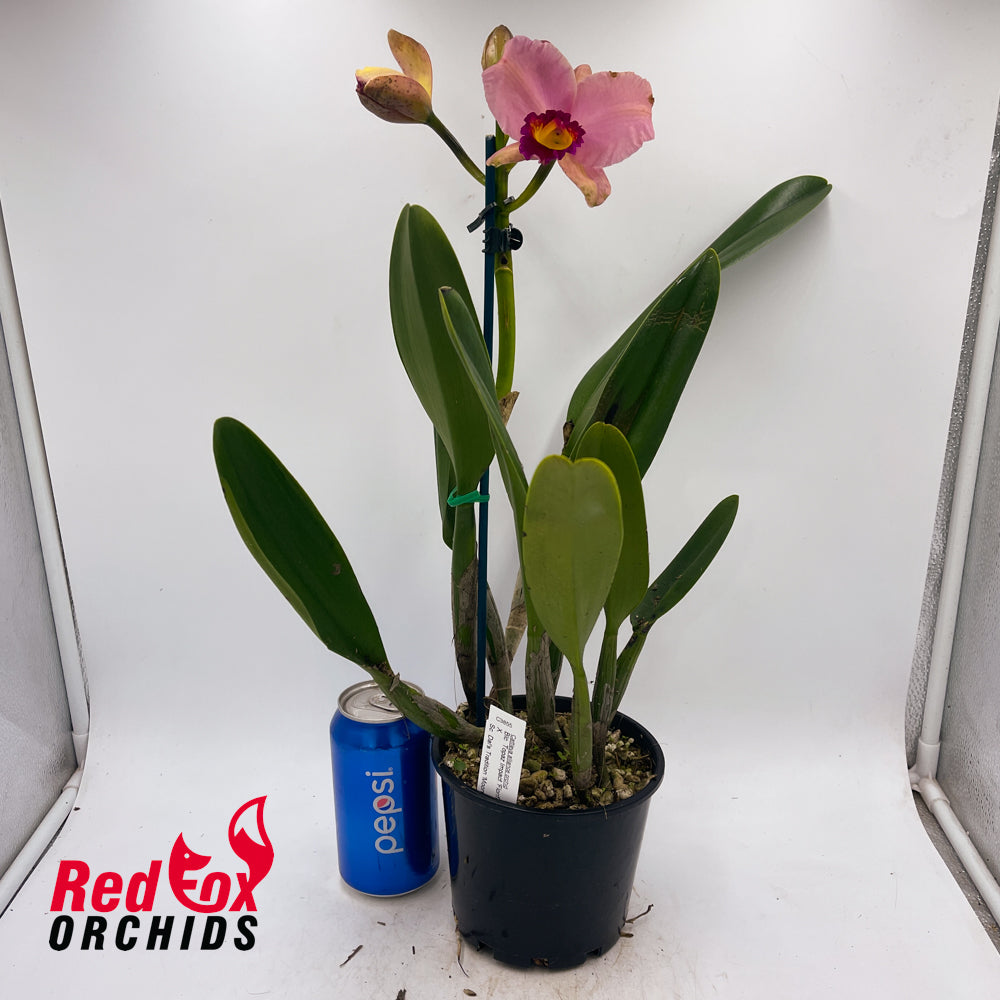 Brassolaeliocattleya Topaz Impact 'Floriforus' X Sc. Dal's Tradition 'Moonshine'