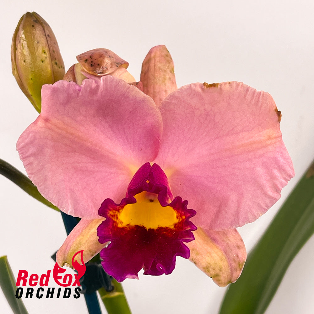 Brassolaeliocattleya Topaz Impact 'Floriforus' X Sc. Dal's Tradition 'Moonshine'