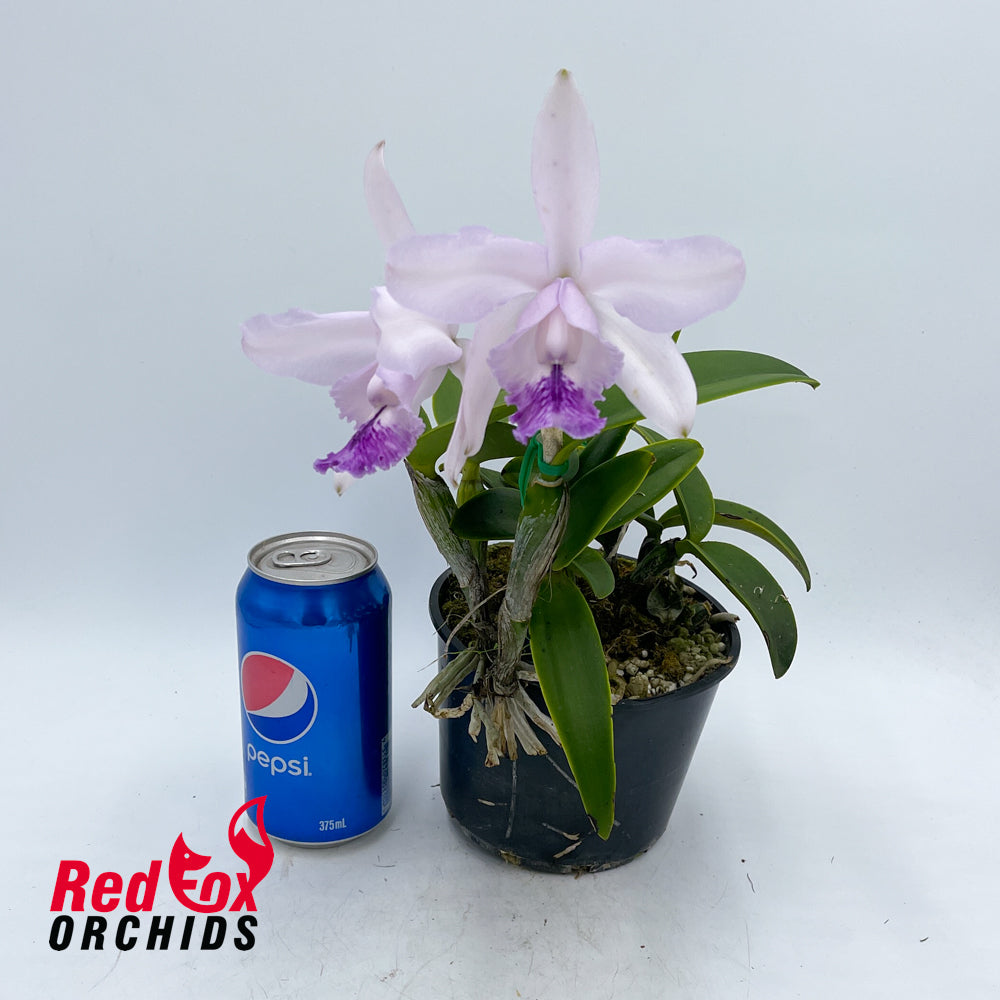 Cattleya Betsy's Azure Sea (4n) 'Carriage' x intermedia (4n) Blue