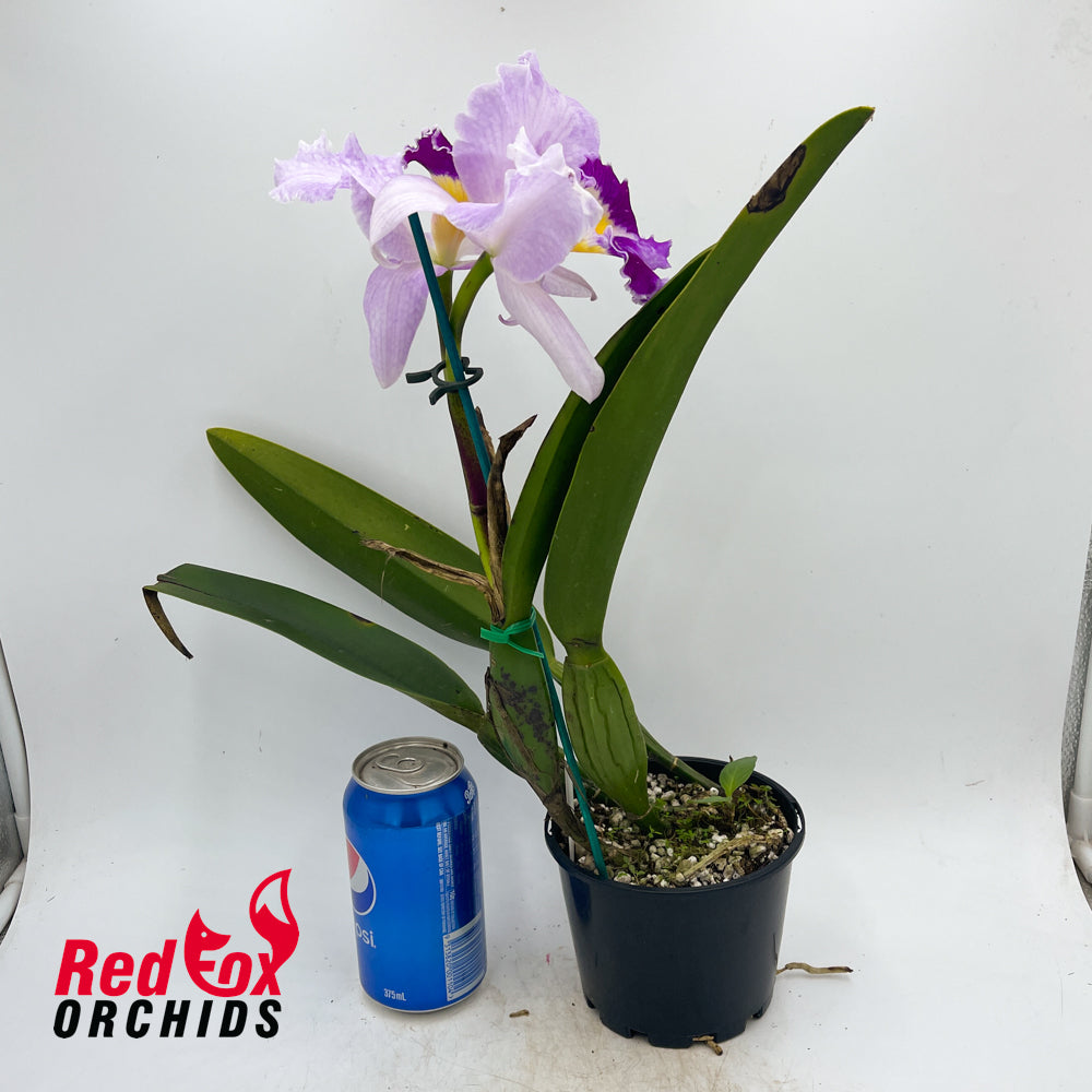 Cattleya purpurata var. carnea 'Dark & Strong' X Blc. Dal's Passion 'Elise'