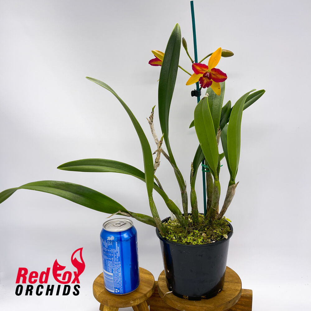 Potinara Little Magician X Blc. Topaz Love