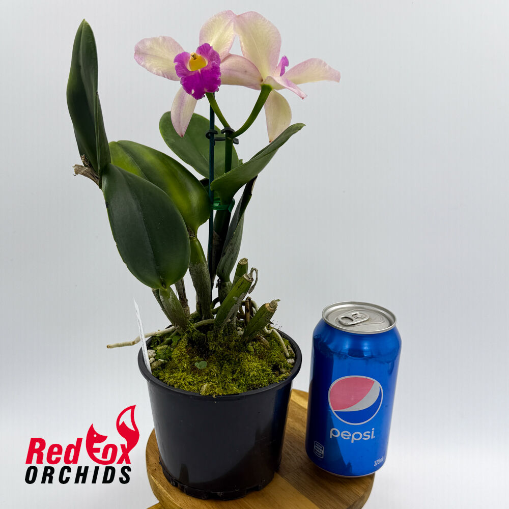 Brassolaeliocattleya Topaz Sublime X Pot. Coral Gold 'Pacific Rainbow'