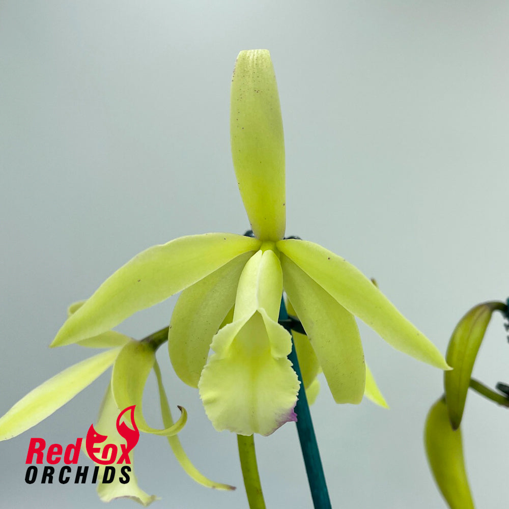 Brassolaeliocattleya Golden Tang 'Old Yellow' X Blc. Marg Putman (4n) 'Good Big Bunch'