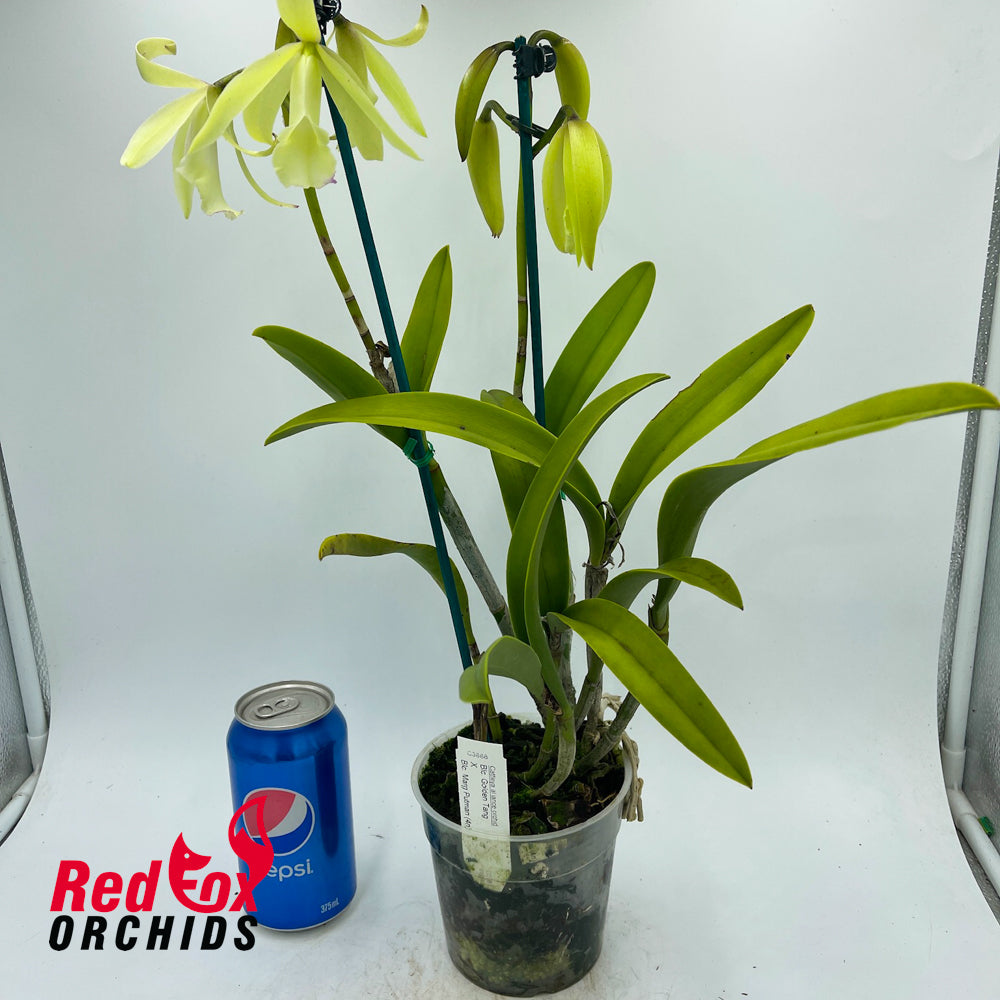 Brassolaeliocattleya Golden Tang 'Old Yellow' X Blc. Marg Putman (4n) 'Good Big Bunch'