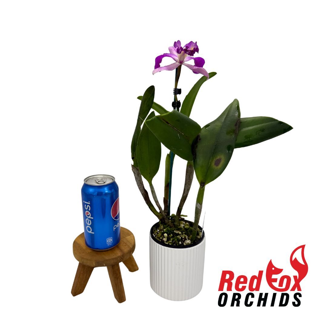 Laeliocattleya Mari's Song X Blc. Great Hero 'Lea'