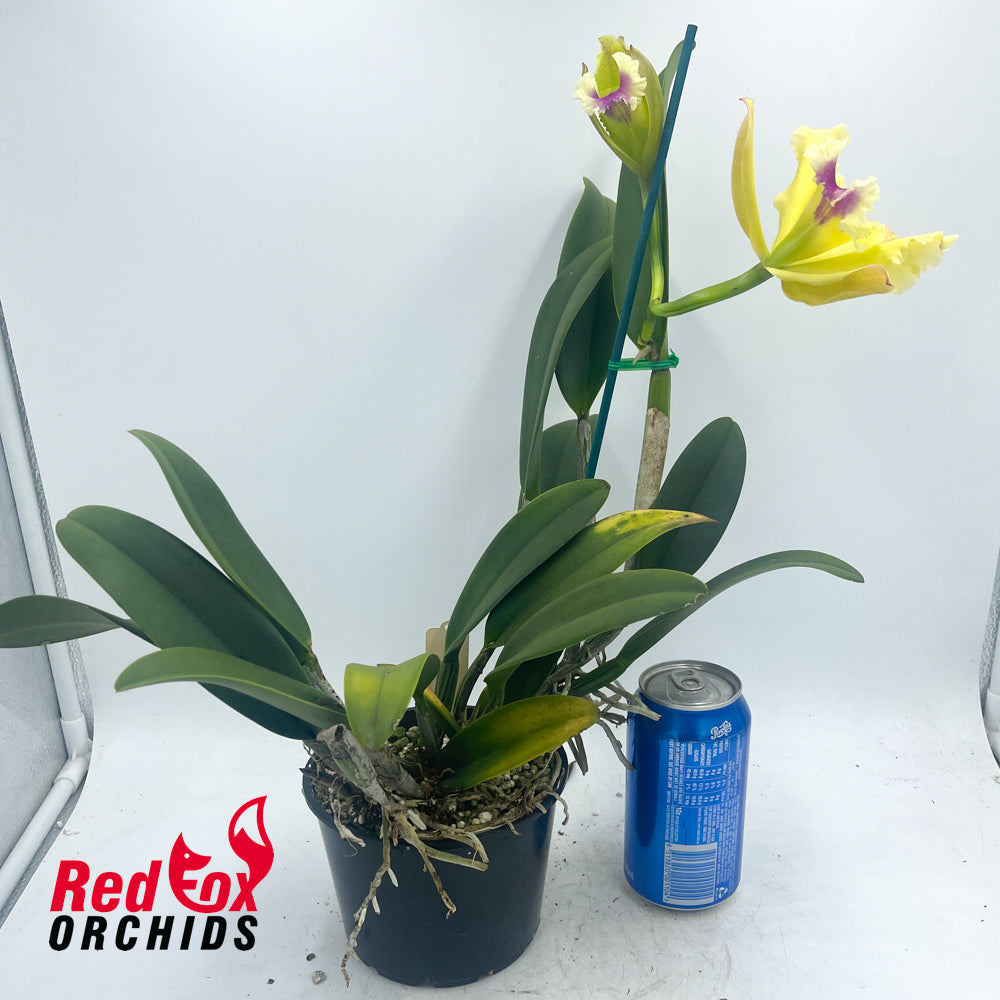 Laeliocattleya (Bhimayothin X Red Empress) 'Burdekin' X Rl. digbyana v. fimbriopetala