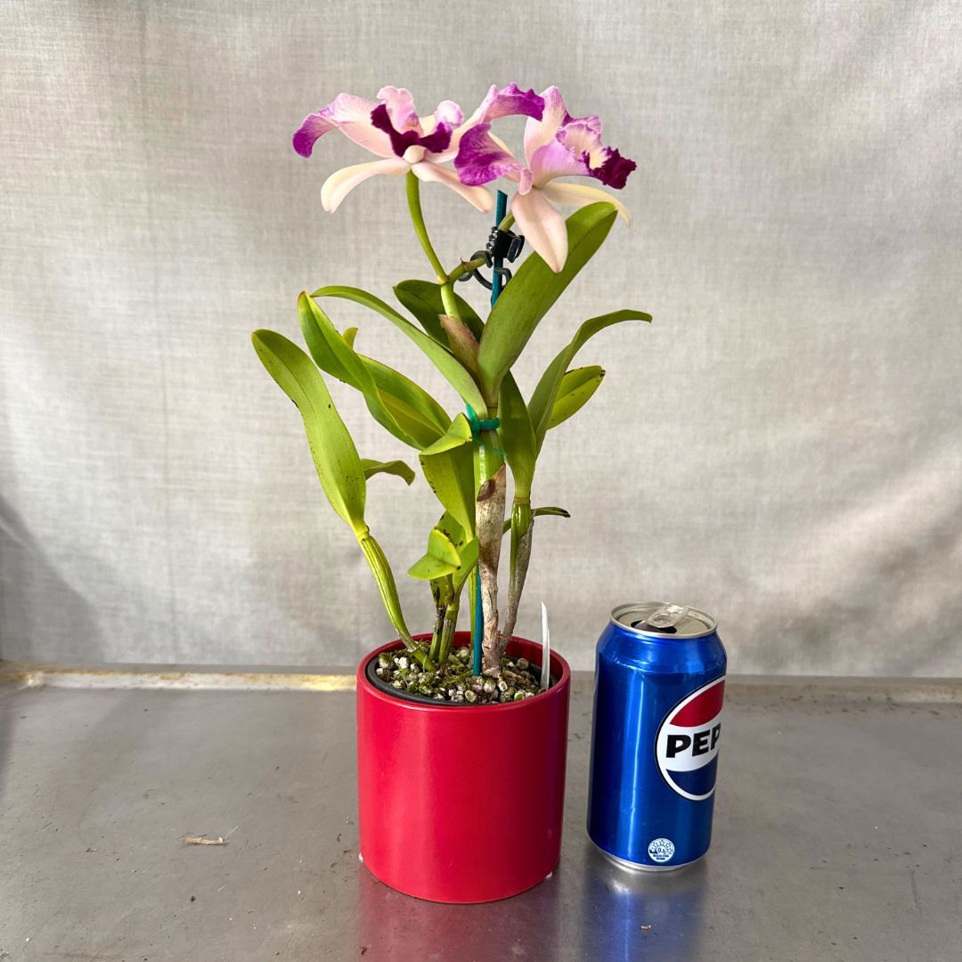 Potinara Little Magician X C. intermedia var aquinii