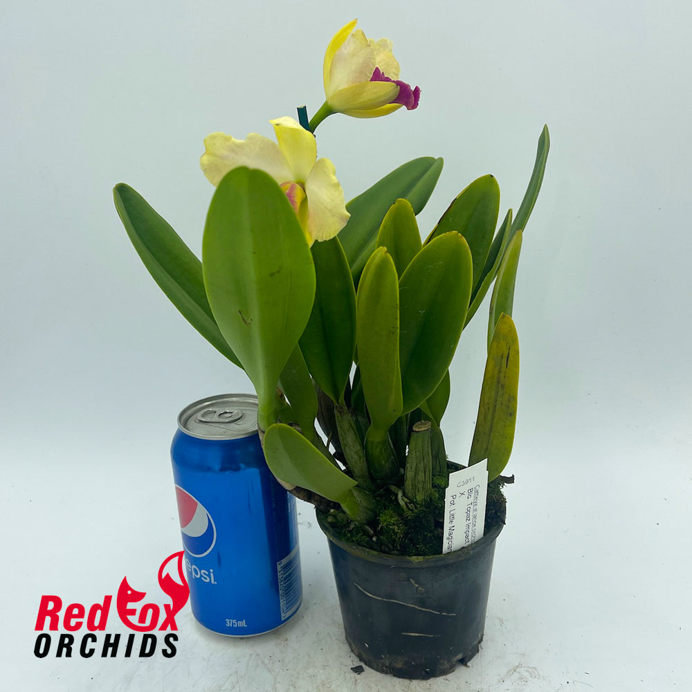 Brassolaeliocattleya Topaz Impact 'Floriferous' X Pot. Little Magician 'Gold & Red'