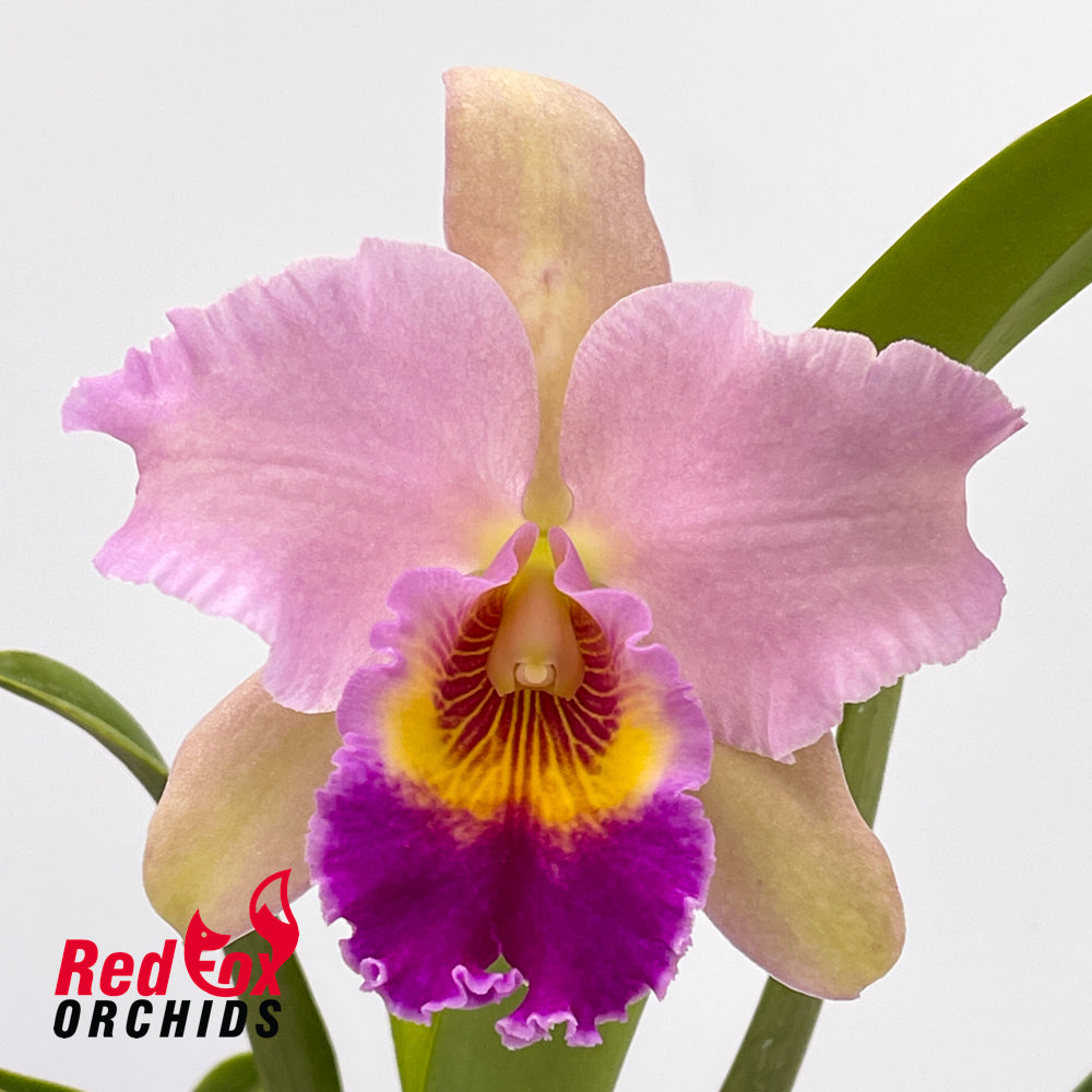 Brassolaeliocattleya Lovely Toshie 'H&R' X Blc. Burdekin Dream 'Christine'
