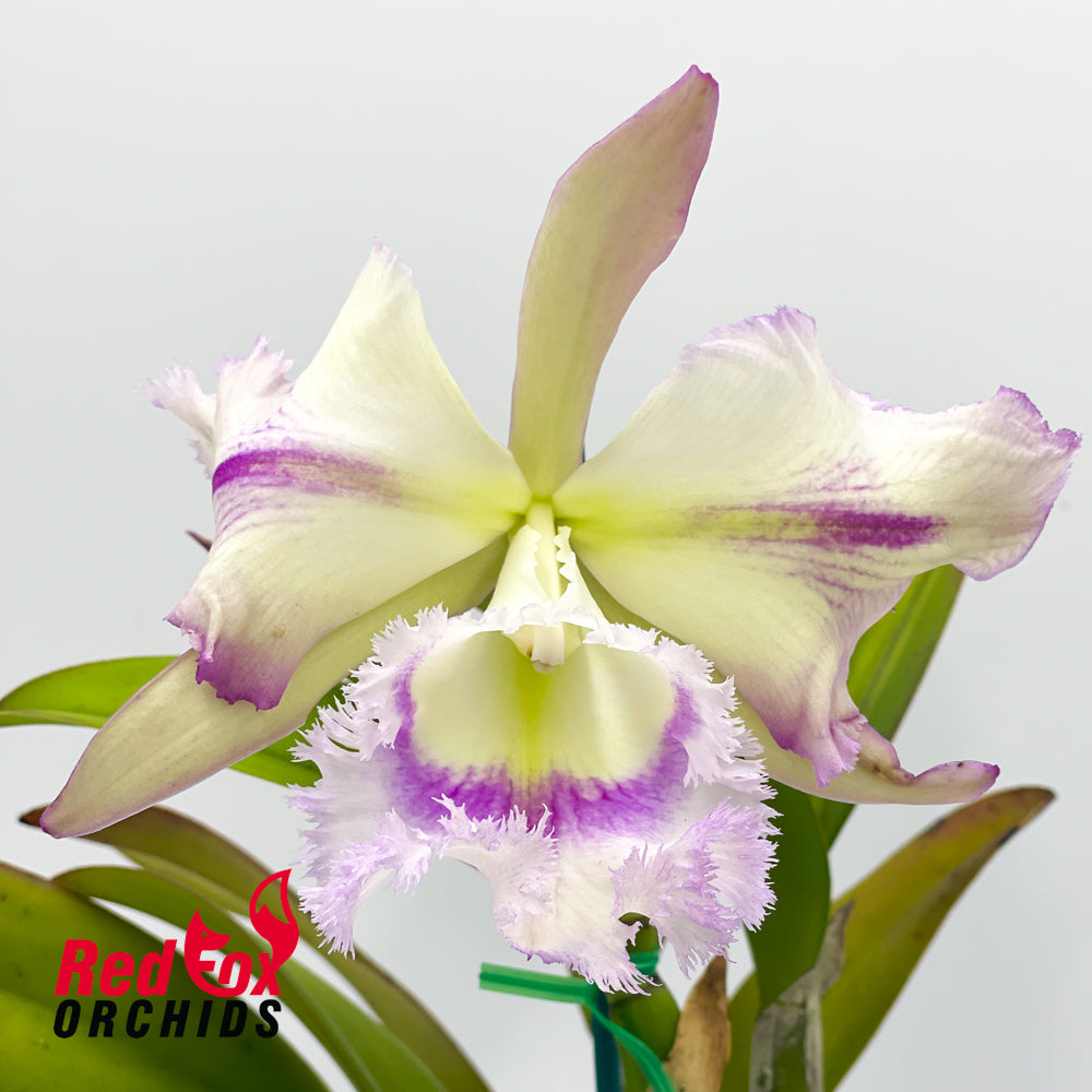 Cattleya Gene May 'Southern Cross' x Rhyncholaelia digbyana 'Mrs Chase'