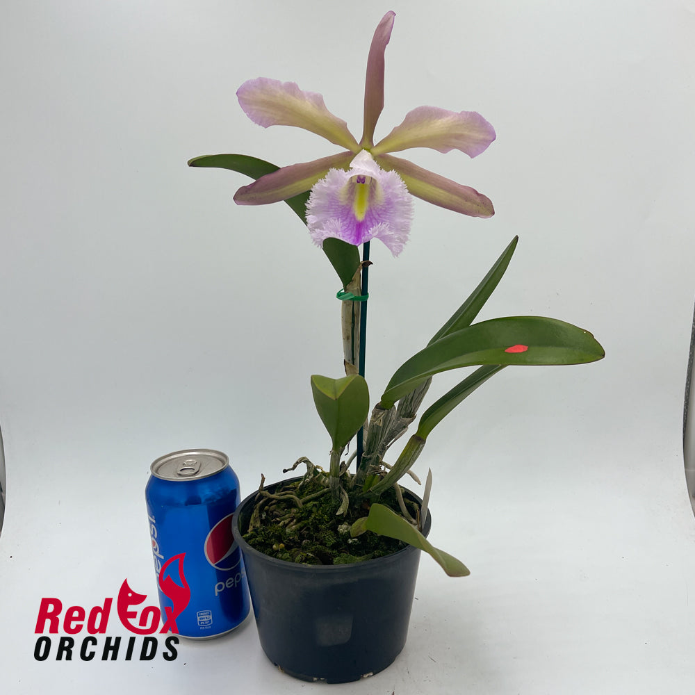 Cattleya Gene May 'Southern Cross' x Rhyncholaelia digbyana 'Mrs Chase' (second plant)