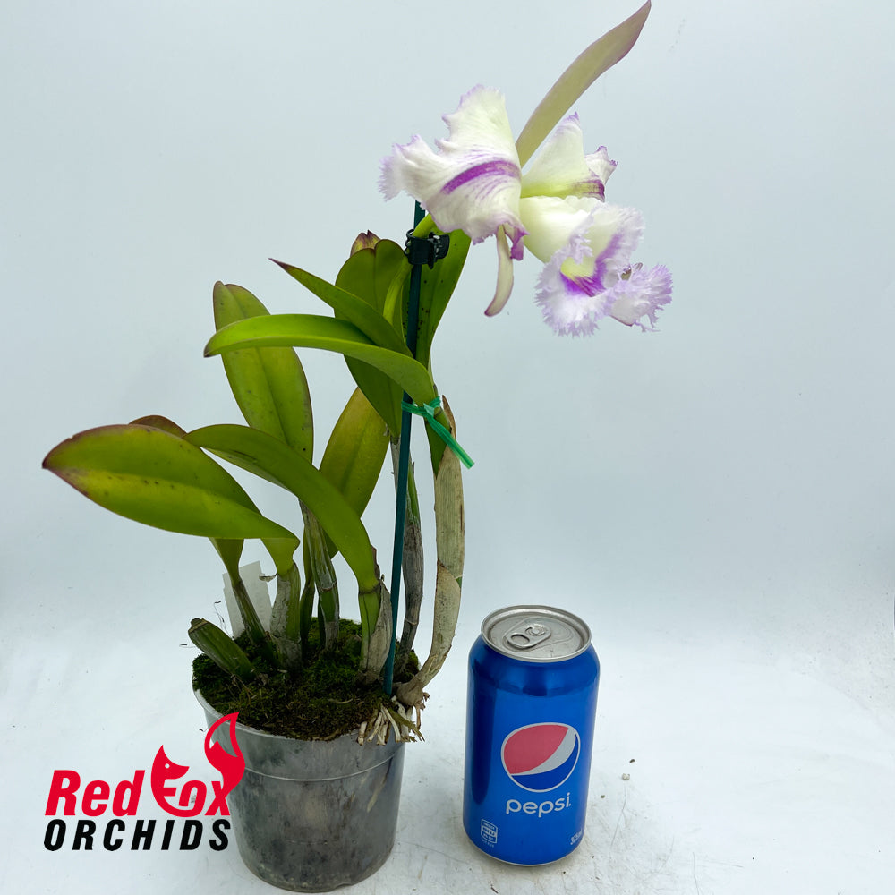 Cattleya Gene May 'Southern Cross' x Rhyncholaelia digbyana 'Mrs Chase'