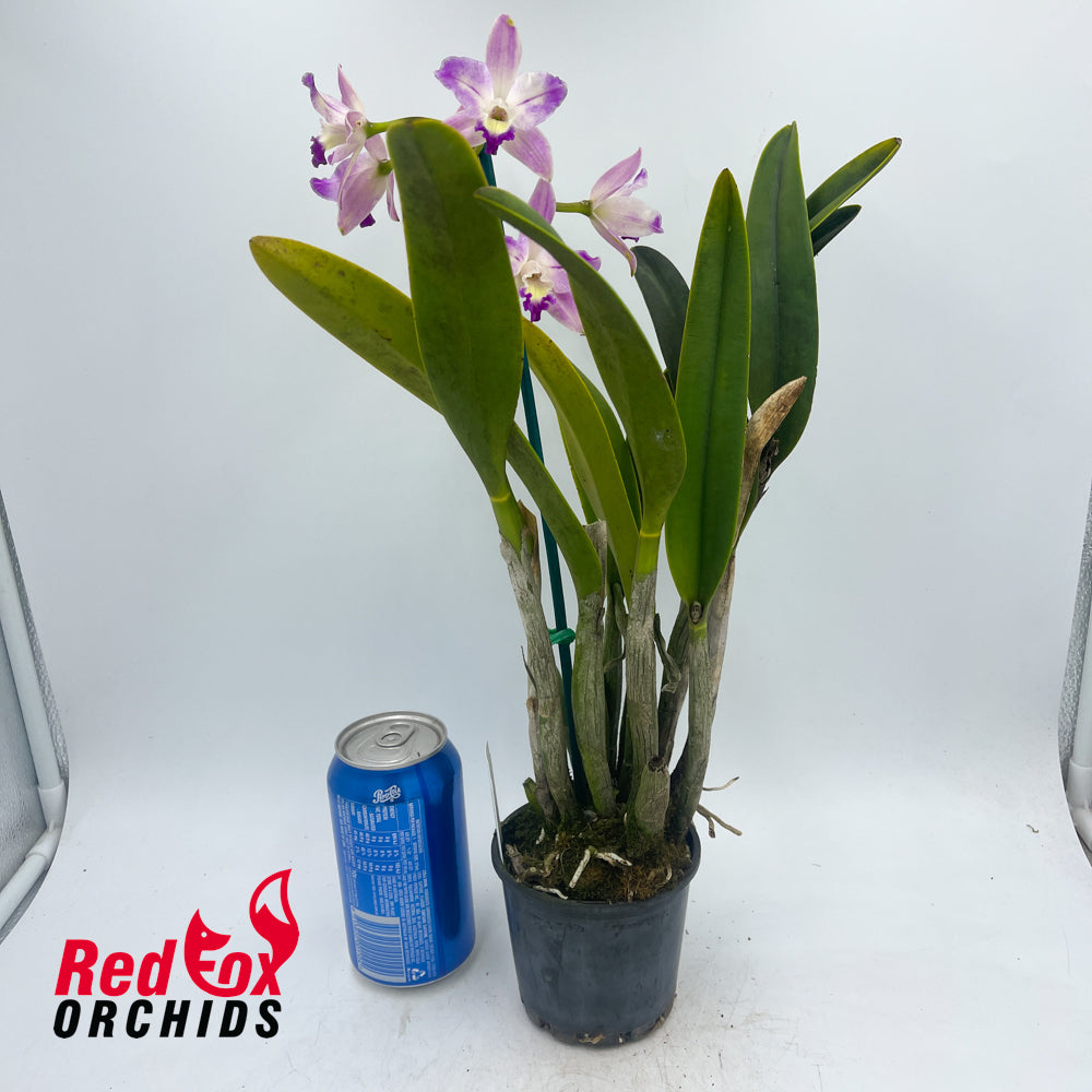 Cattleya crispata X Blc. Tzeng-Wen Beauty